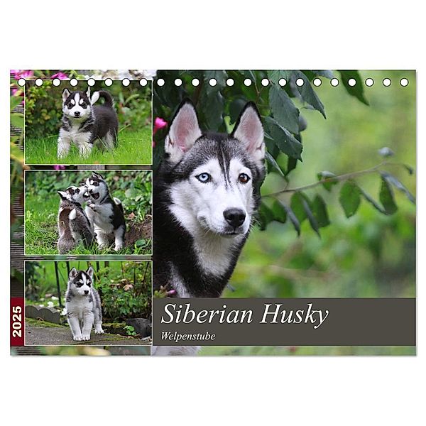 Siberian Husky - Welpenstube (Tischkalender 2025 DIN A5 quer), CALVENDO Monatskalender, Calvendo, Barbara Mielewczyk