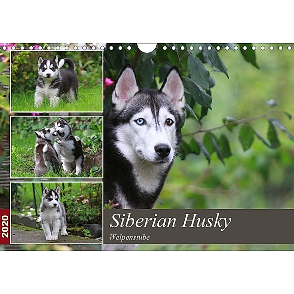 Siberian Husky - Welpenstube (Wandkalender 2020 DIN A4 quer), Barbara Mielewczyk