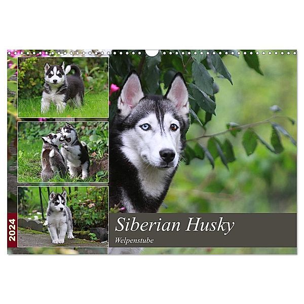 Siberian Husky - Welpenstube (Wandkalender 2024 DIN A3 quer), CALVENDO Monatskalender, Barbara Mielewczyk