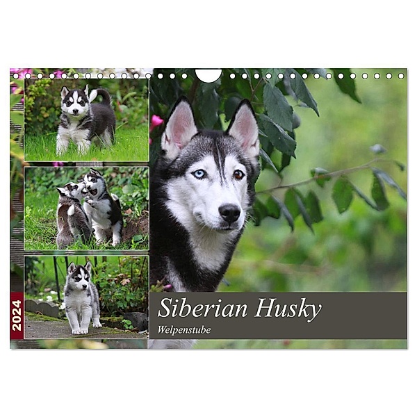 Siberian Husky - Welpenstube (Wandkalender 2024 DIN A4 quer), CALVENDO Monatskalender, Barbara Mielewczyk