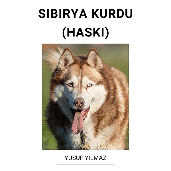 Sibirya Kurdu (Haski), Yusuf Yilmaz