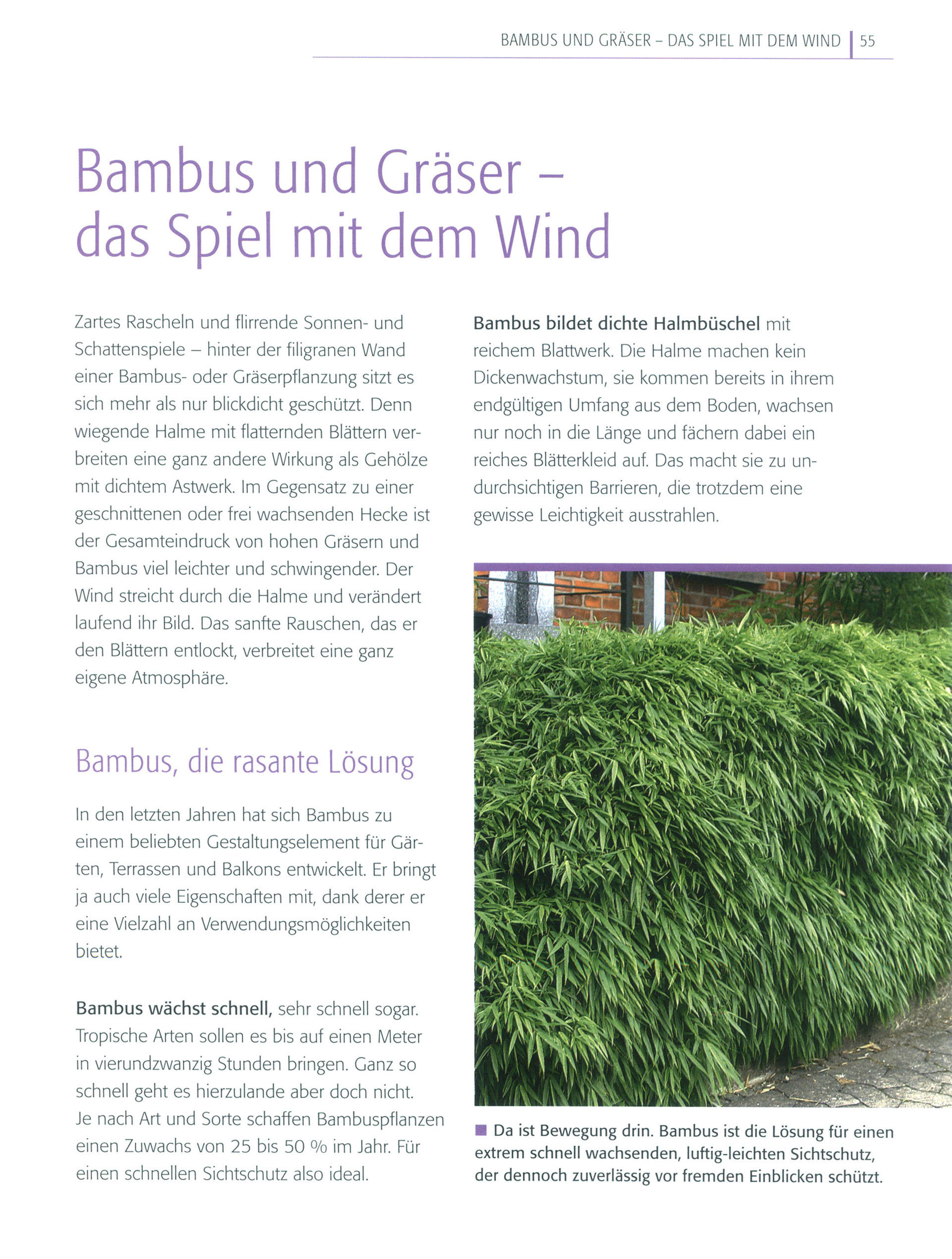 Sichtschutz Buch von Bärbel Faschingbauer versandkostenfrei - Weltbild.de