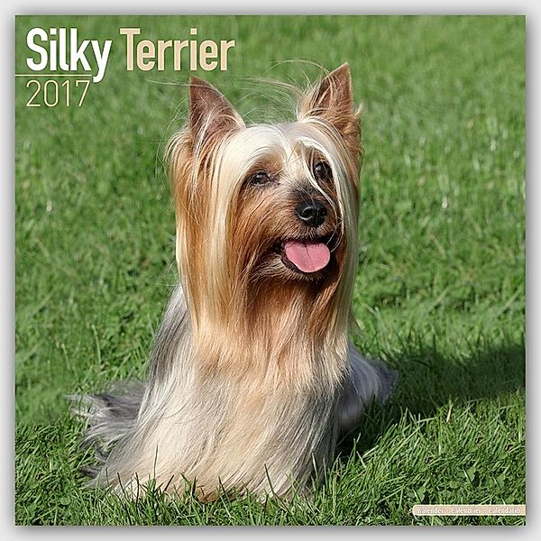Silky Terrier 2017