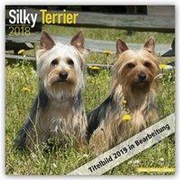 Silky Terrier 2019