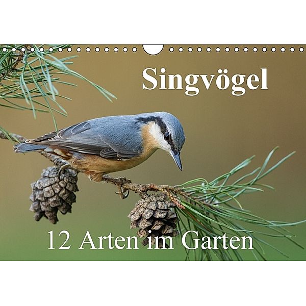 Singvögel - 12 Arten im Garten (Wandkalender 2018 DIN A4 quer), BIA - birdimagency