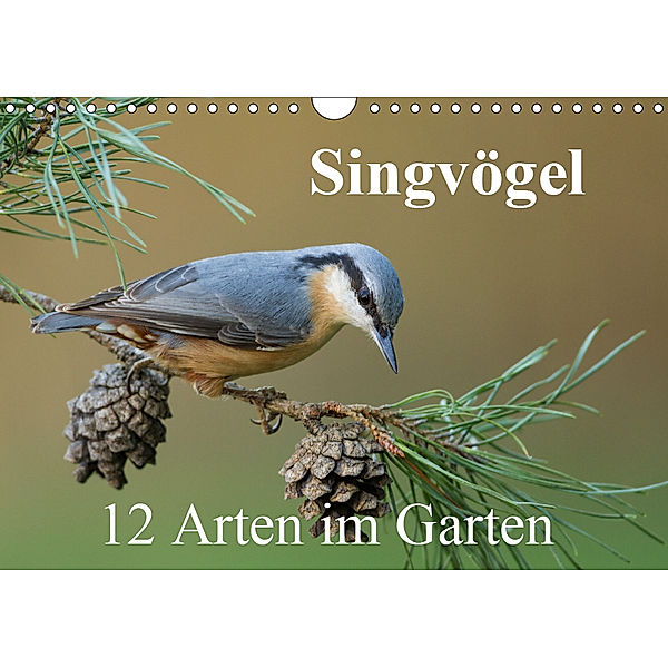 Singvögel - 12 Arten im Garten (Wandkalender 2019 DIN A4 quer), BIA birdimagency