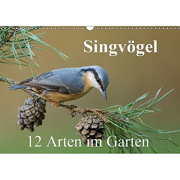 Singvögel - 12 Arten im Garten (Wandkalender 2019 DIN A3 quer), BIA birdimagency