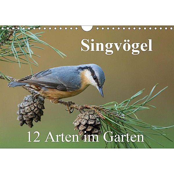 Singvögel - 12 Arten im Garten (Wandkalender 2021 DIN A4 quer), BIA birdimagency