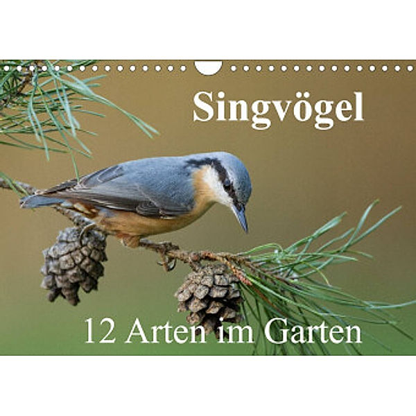 Singvögel - 12 Arten im Garten (Wandkalender 2022 DIN A4 quer), BIA birdimagency