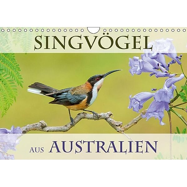Singvögel aus Australien (Wandkalender 2017 DIN A4 quer), BIA - birdimagency