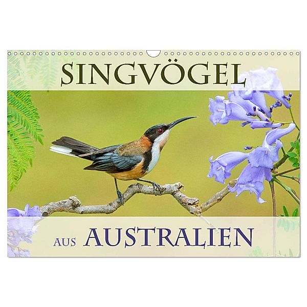 Singvögel aus Australien (Wandkalender 2025 DIN A3 quer), CALVENDO Monatskalender, Calvendo, BIA birdimagency