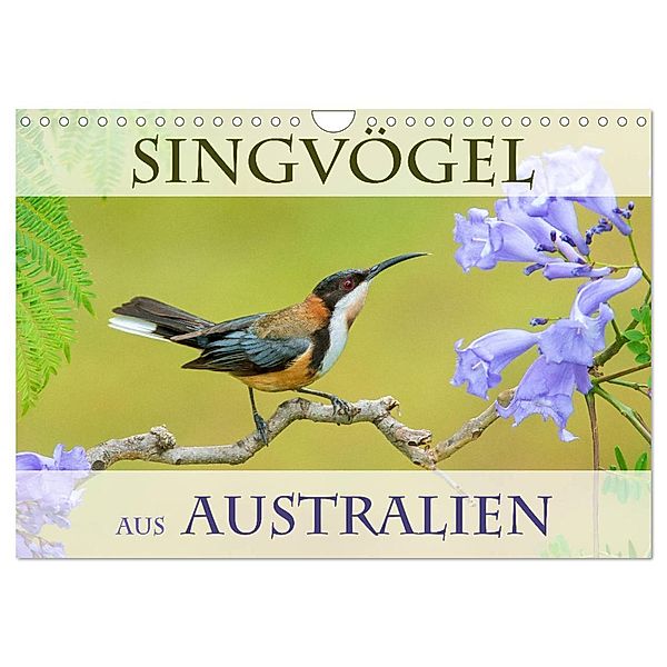 Singvögel aus Australien (Wandkalender 2025 DIN A4 quer), CALVENDO Monatskalender, Calvendo, BIA birdimagency