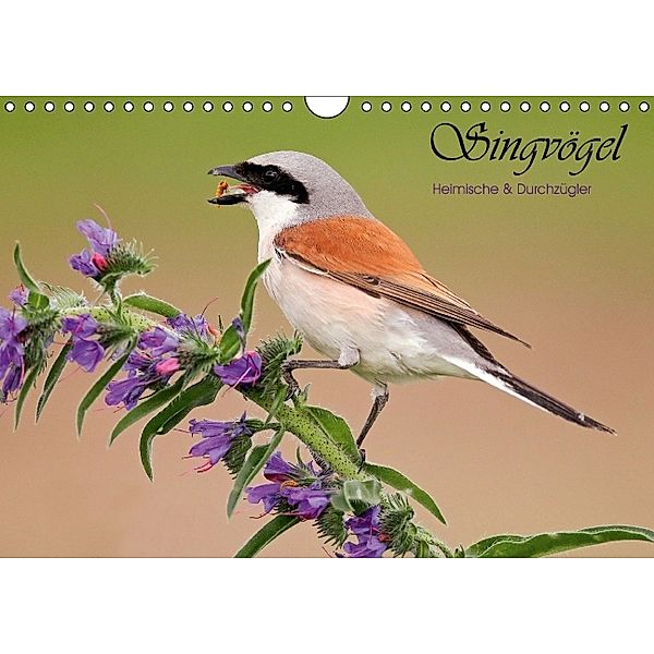 Singvögel, Heimische und Durchzügler (Wandkalender 2014 DIN A4 quer), Wolfgang Brandmeier