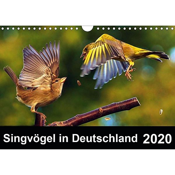 Singvögel in Deutschland (Wandkalender 2020 DIN A4 quer), Lutz Klapp