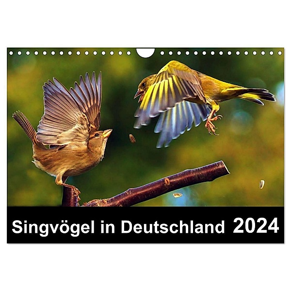 Singvögel in Deutschland (Wandkalender 2024 DIN A4 quer), CALVENDO Monatskalender, Lutz Klapp