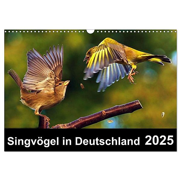 Singvögel in Deutschland (Wandkalender 2025 DIN A3 quer), CALVENDO Monatskalender, Calvendo, Lutz Klapp