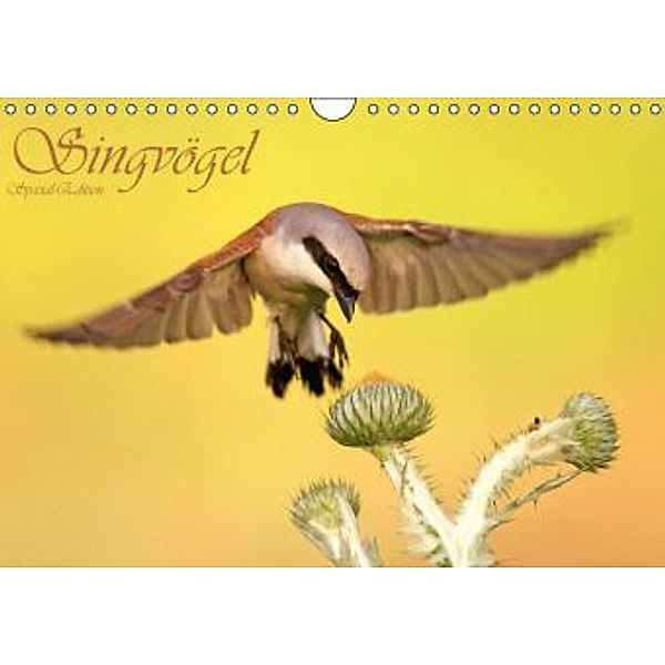 Singvögel (Wandkalender 2015 DIN A4 quer), Wolfgang Brandmeier