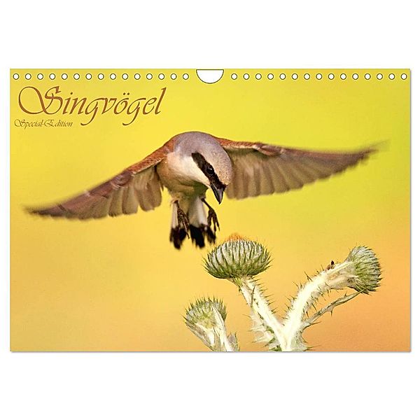 Singvögel (Wandkalender 2024 DIN A4 quer), CALVENDO Monatskalender, Wolfgang Brandmeier