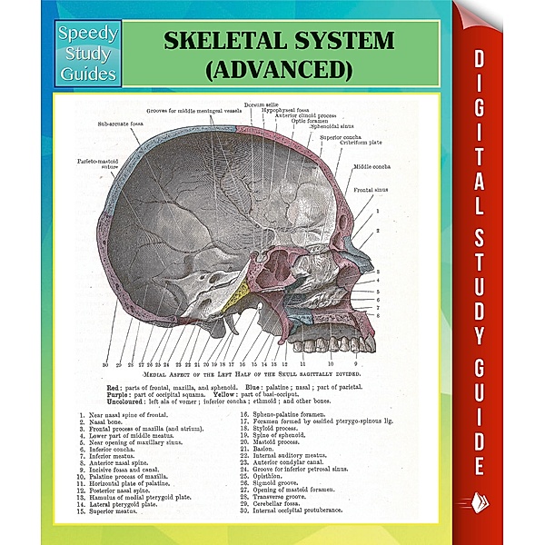 Skeletal System Advanced Speedy Study Guides / Dot EDU, Speedy Publishing