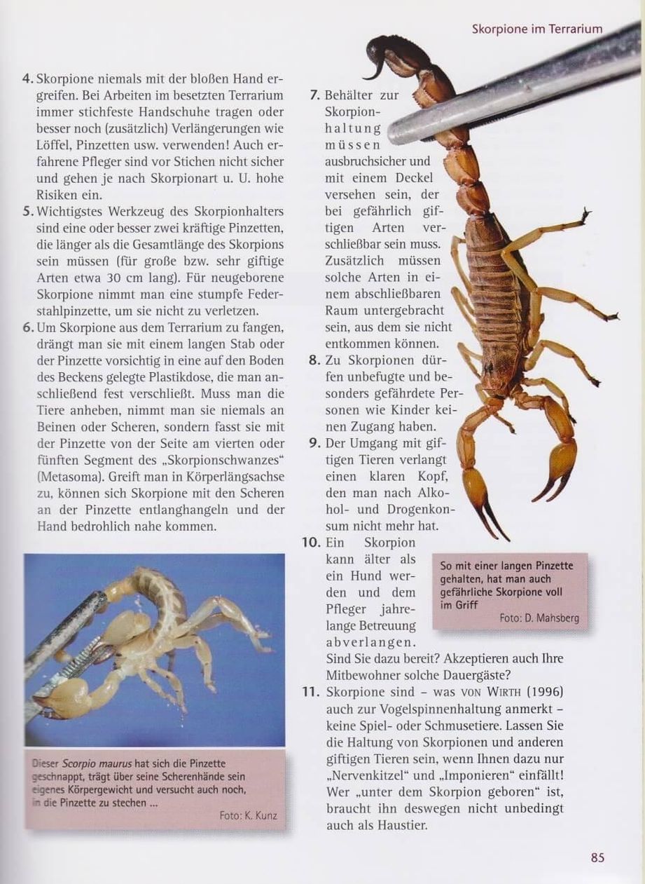 Skorpione Buch von Dieter Mahsberg versandkostenfrei bei Weltbild.at