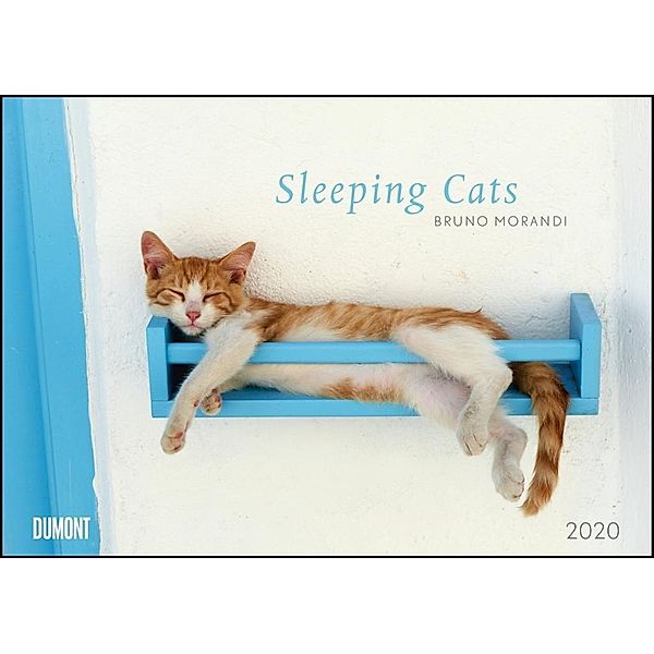 Sleeping Cats 2020