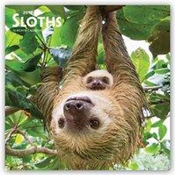 Sloths - Faultiere 2019 - 18-Monatskalender