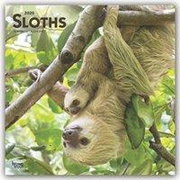 Sloths - Faultiere 2020 - 16-Monatskalender, BrownTrout Publisher