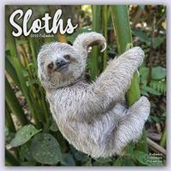 Sloths - Faultiere 2023 - 16-Monatskalender, Avonside Publishing Ltd