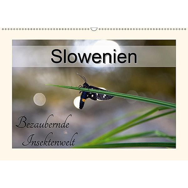 Slowenien - bezaubernde Insektenwelt (Wandkalender 2020 DIN A2 quer), Lost Plastron Pictures