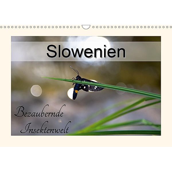 Slowenien - bezaubernde Insektenwelt (Wandkalender 2021 DIN A3 quer), Lost Plastron Pictures