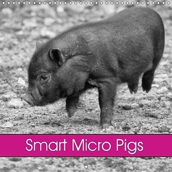 Smart Micro Pigs (Wall Calendar 2017 300 × 300 mm Square), Kattobello