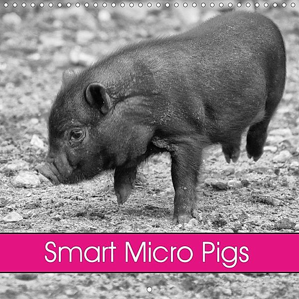 Smart Micro Pigs (Wall Calendar 2021 300 × 300 mm Square)