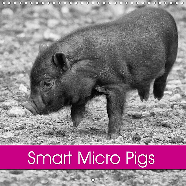 Smart Micro Pigs (Wall Calendar 2023 300 × 300 mm Square), Kattobello