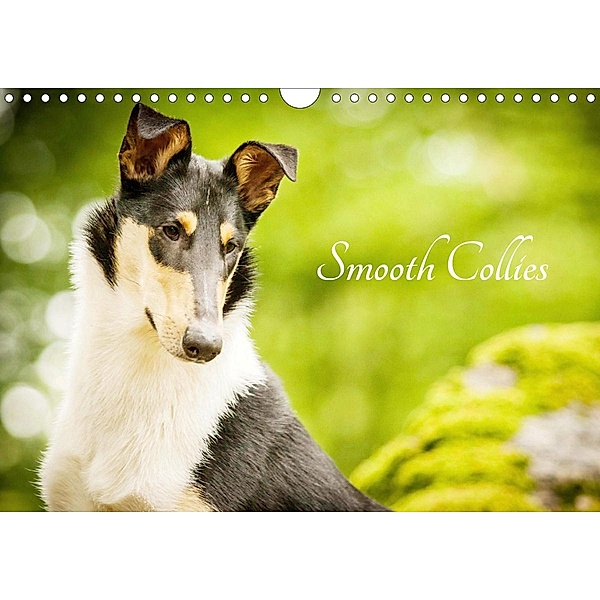 Smooth Collies (Wandkalender 2021 DIN A4 quer), Laura Längsfeld