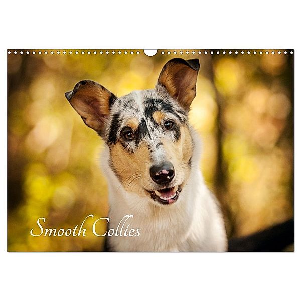 Smooth Collies (Wandkalender 2024 DIN A3 quer), CALVENDO Monatskalender, Laura Längsfeld