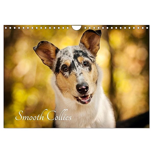 Smooth Collies (Wandkalender 2025 DIN A4 quer), CALVENDO Monatskalender, Calvendo, Laura Längsfeld