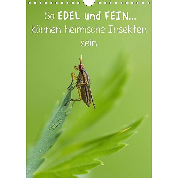 So EDEL und FEIN... können heimische Insekten sein (Wandkalender 2021 DIN A4 hoch), Karin Berger