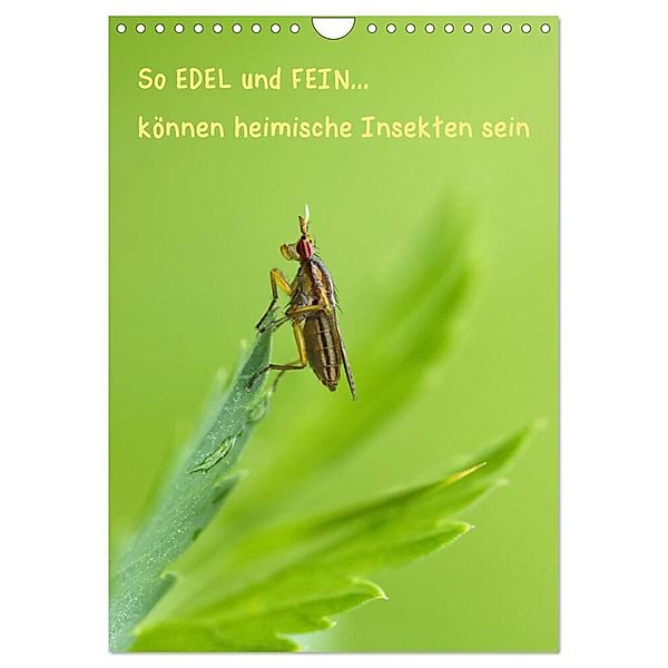 So EDEL und FEIN... können heimische Insekten sein (Wandkalender 2024 DIN A4 hoch), CALVENDO Monatskalender, Karin Berger (Kabefa)