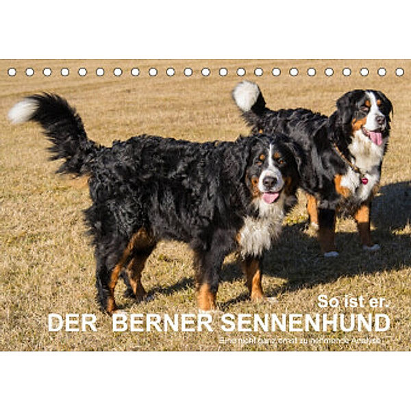 So ist er. Der Berner Sennenhund (Tischkalender 2022 DIN A5 quer), Hubert Hunscheidt