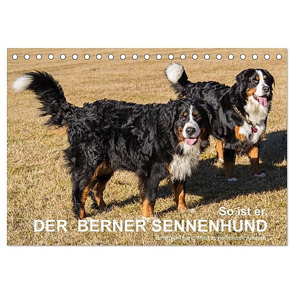 So ist er. Der Berner Sennenhund (Tischkalender 2024 DIN A5 quer), CALVENDO Monatskalender, Hubert Hunscheidt