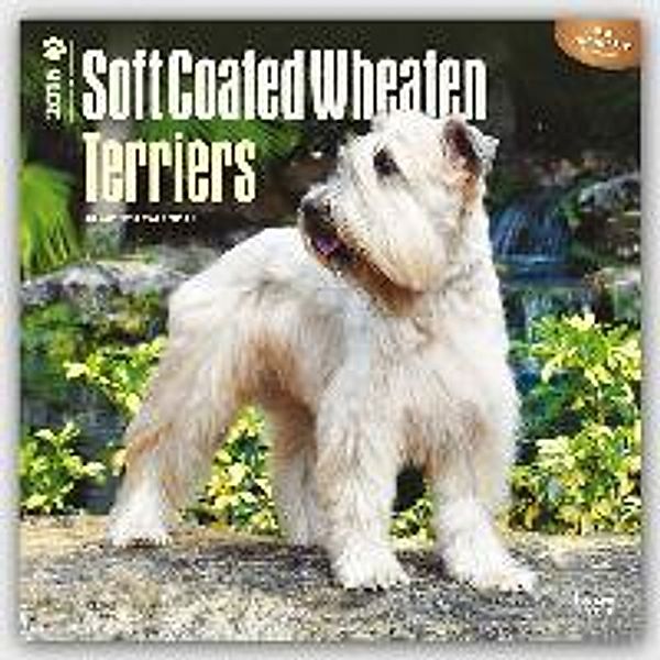 Soft-Coated Wheaten Terriers 2016