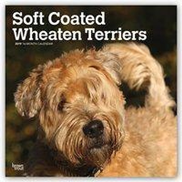Soft-Coated Wheaten Terriers - Wheaten Terrier 2019 - 18-Mon