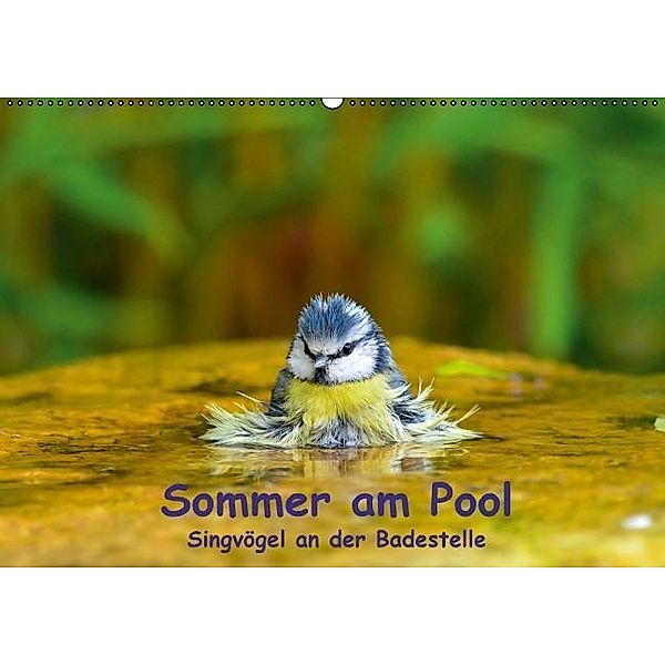 Sommer am Pool - Singvögel an der Badestelle (Wandkalender 2017 DIN A2 quer), Ulrich Plemper