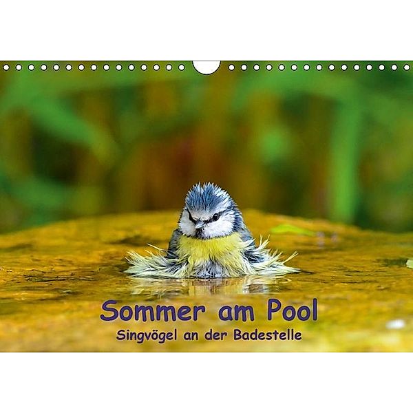 Sommer am Pool - Singvögel an der Badestelle (Wandkalender 2017 DIN A4 quer), Ulrich Plemper