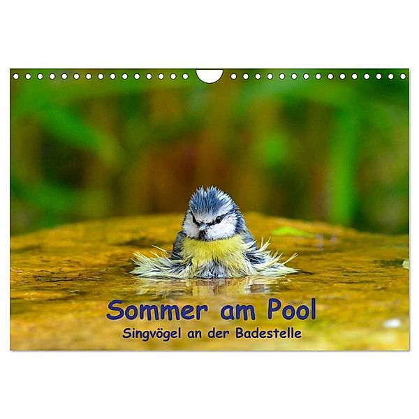 Sommer am Pool - Singvögel an der Badestelle (Wandkalender 2024 DIN A4 quer), CALVENDO Monatskalender, Ulrich Plemper