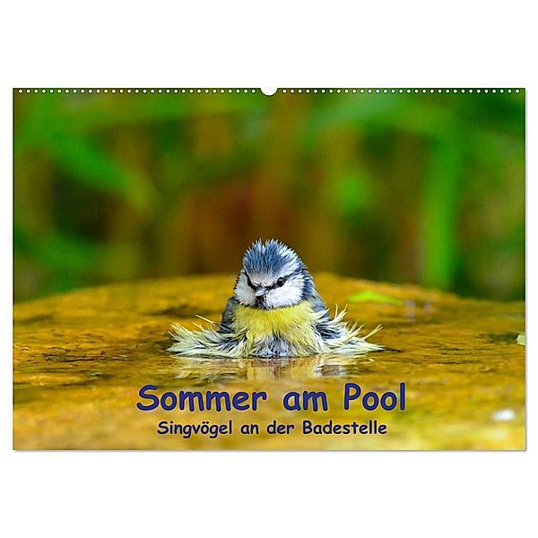 Sommer am Pool - Singvögel an der Badestelle (Wandkalender 2024 DIN A2 quer), CALVENDO Monatskalender, Ulrich Plemper