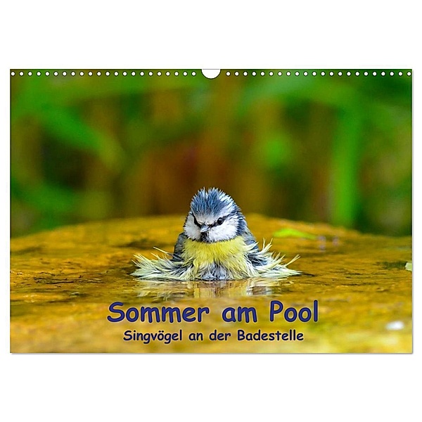 Sommer am Pool - Singvögel an der Badestelle (Wandkalender 2024 DIN A3 quer), CALVENDO Monatskalender, Ulrich Plemper