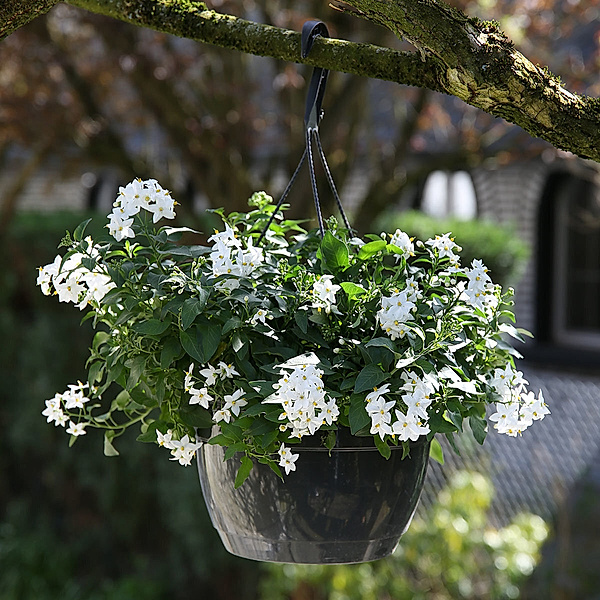 Sommerjasmin Blumenampel (Farbe: weiß)