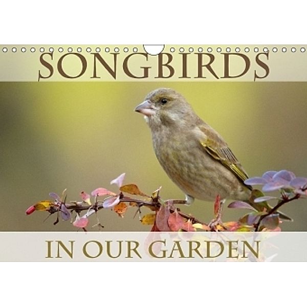 Songbirds in Our Garden (Wall Calendar 2017 DIN A4 Landscape), BIA - birdimagency