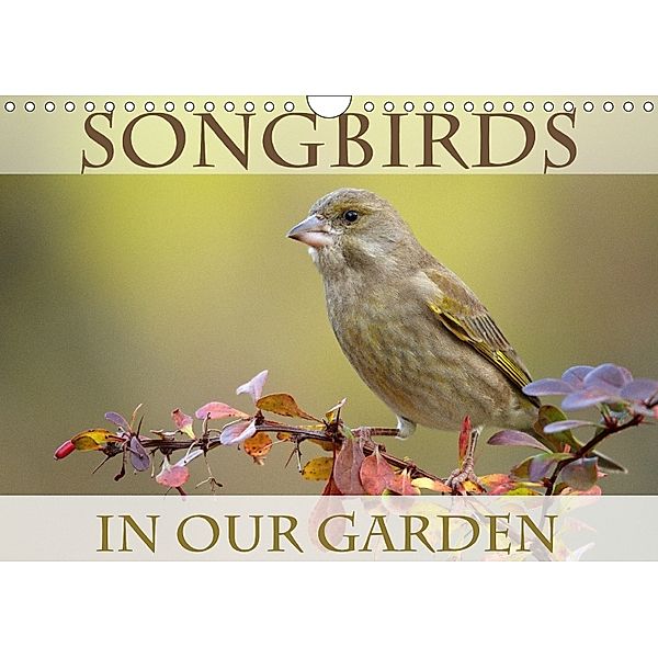 Songbirds in Our Garden (Wall Calendar 2018 DIN A4 Landscape), BIA birdimagency
